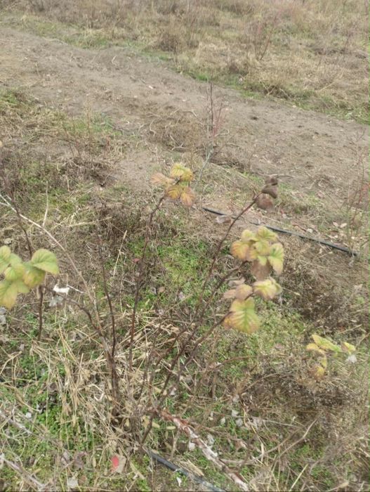 Maliny letnie sadzonki