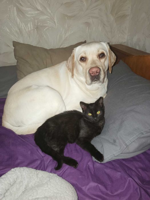 Вязка лабрадор кобель