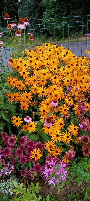 Rudbekia 5 sadzonek kopane z ziemi przed wysyłką