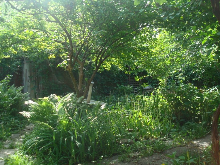 рослини культивовані та дикоростучі