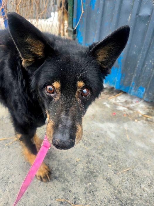 Senior Trampuś szuka domu. Pies do adopcji.