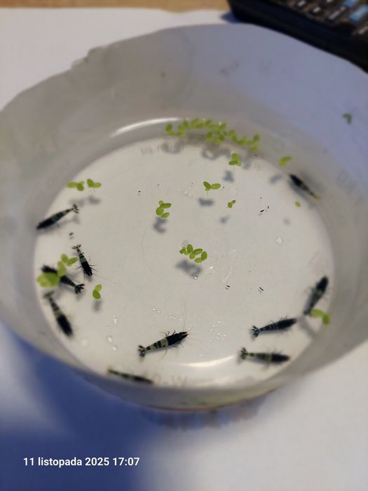 Krewetki caridina pinto zebra