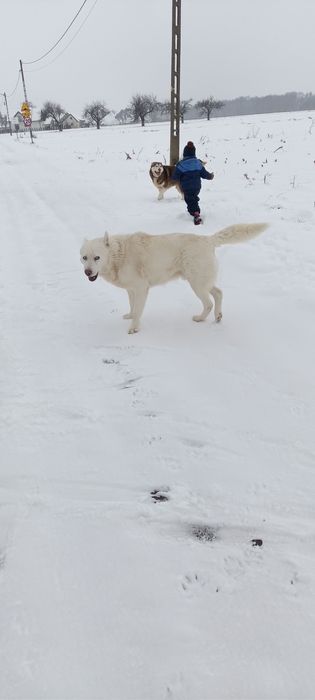 Oddam dwa cudowne psy