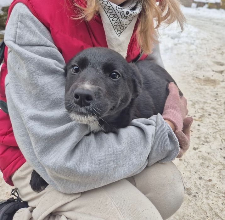 Szczeniaki do oddania