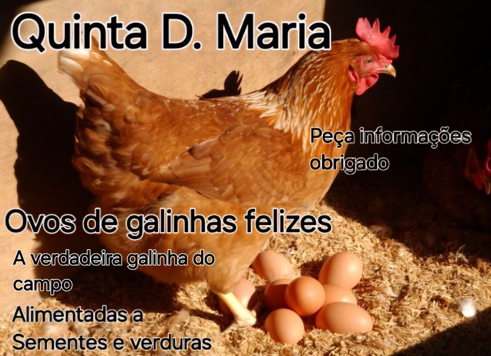 Ovos com o verdadeiro Sabor no Campo