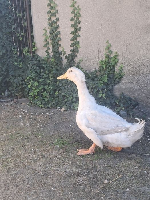 Kaczor rasy pekin