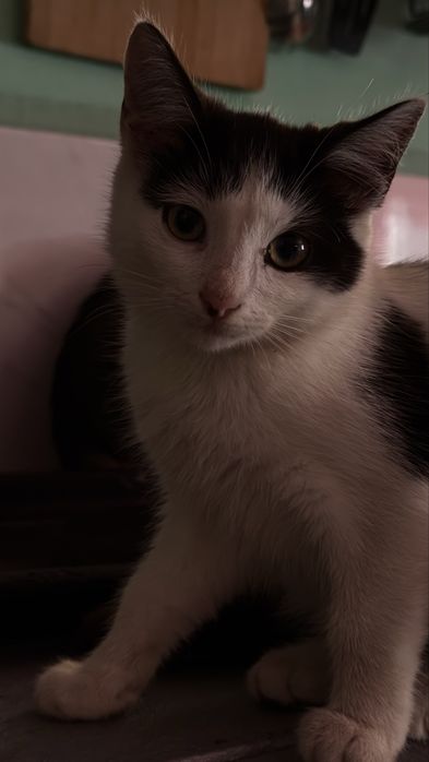Відам двох котів в добоі руки
