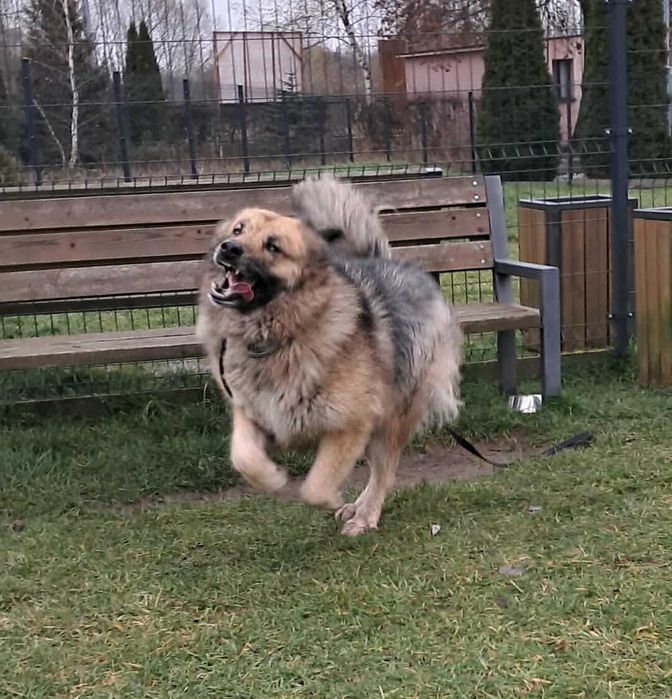 Bajka, 8 lat, 55kg Owczarek Kaukaski