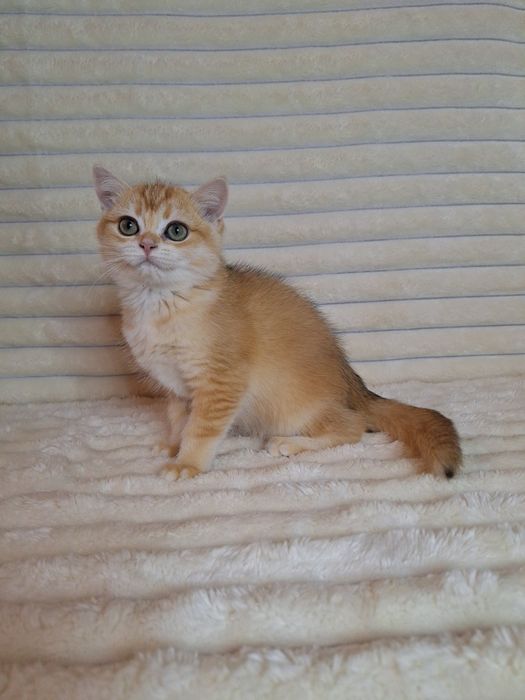 Британська Золота шиншила дівчинка.