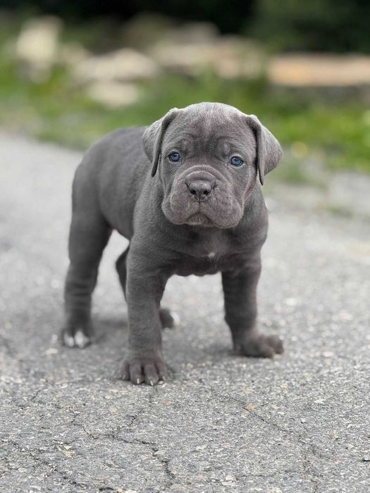 Piękna szara suczka Cane Corso ZKwP/FCI
