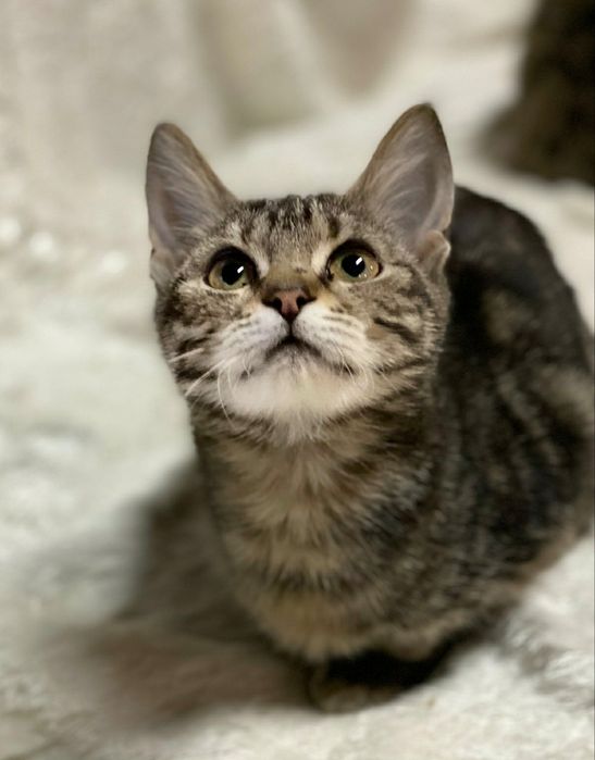 Отдам даром в добрые руки полосатую кошечку