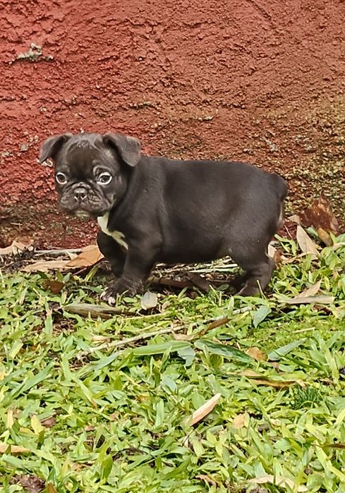 Bulldog Francês Chocolate