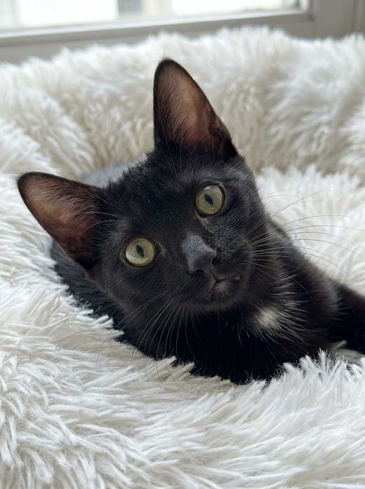 Setúbal / Margem Sul / Lisboa — VALTOR, gatinho para adoção