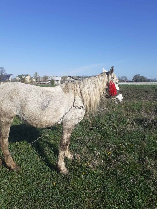 Продам кобилу !!: 1 400 $ - Сільгосп тварини Вашківці на Olx