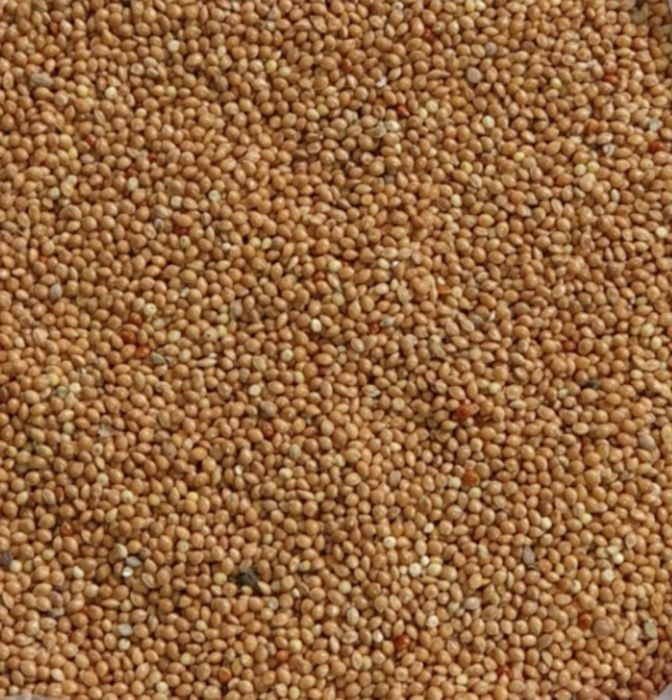 Продам просо віяне