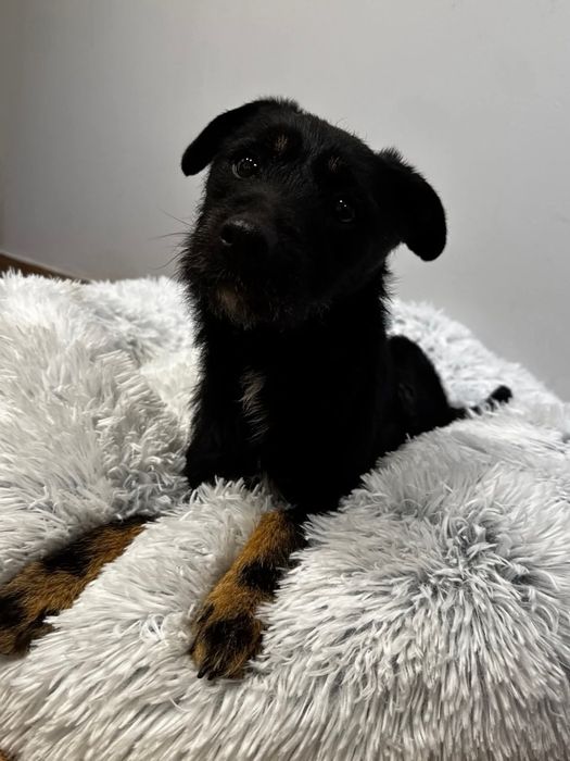 Śliczny grzeczny roczny Frutek do adopcji