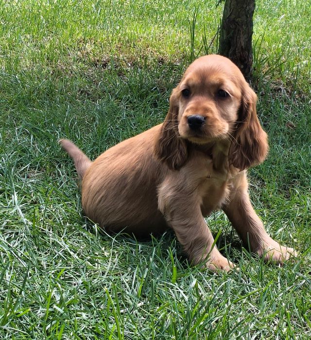 Suczka Cocker Spaniel