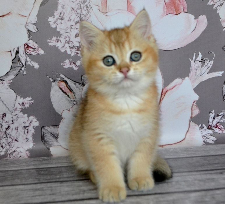 Котята британские, короткошерстные, золотая шиншилла