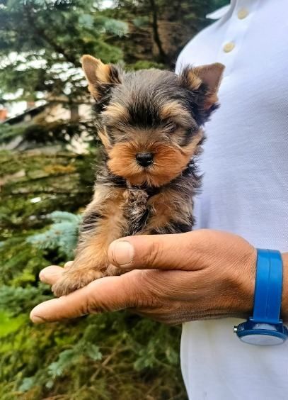 Yorkshire terrier  Piesek