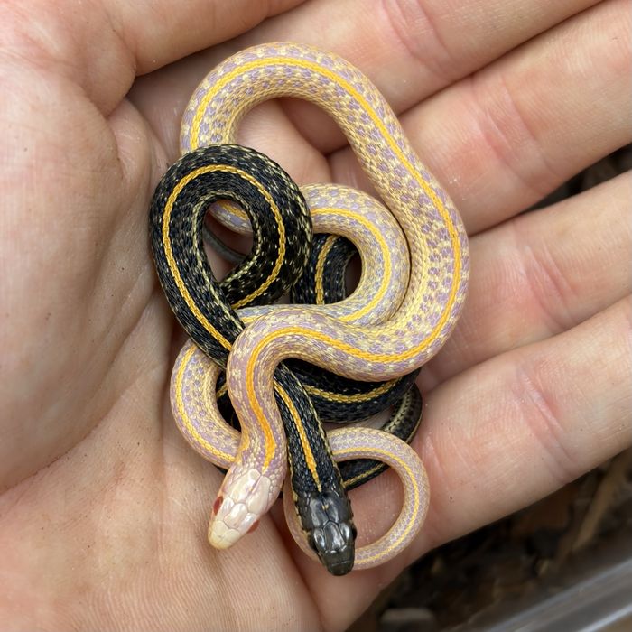 Wąż pończosznik Thamnophis radix rożne odmiany cb26
