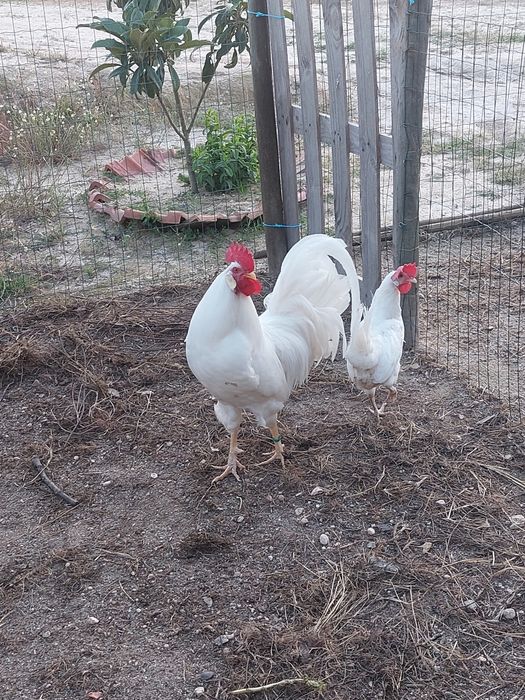 Pintos Leghorn Branca