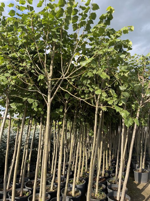 LIPA Drobnolistna w Donicy 2,5-3 m wysokość Obwód pnia 12-14 cm 290 zł