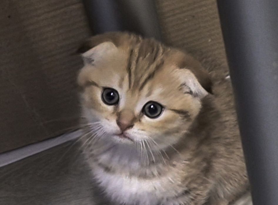 Прямоухие и вислоухие шотландские котята, мальчик и девочки