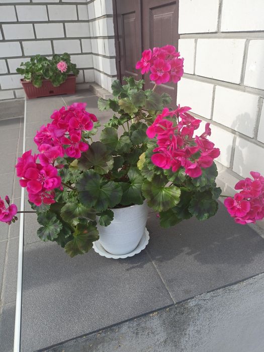 Пеларгонія Dolce Vita mia purple eyes