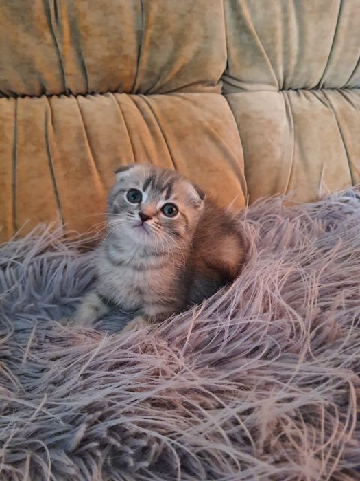 Кошенята шотландці