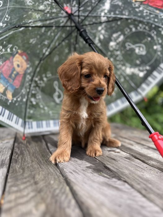 Кавапу (Cavapoo) дівчинка