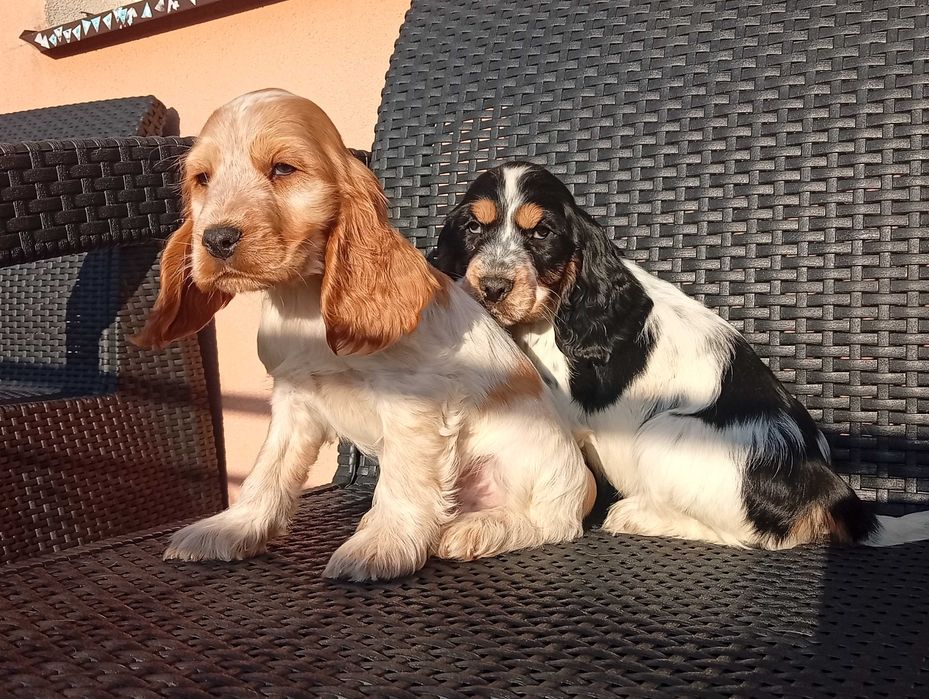Cocker Spaniel Angielski Śliczny Piesek