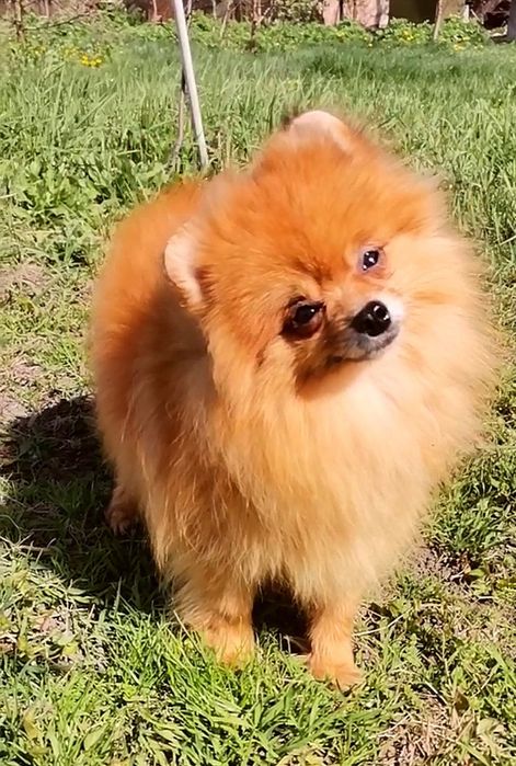 Сука Померанского той шпица 1.5 года