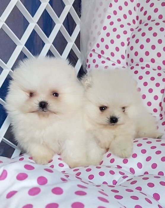 Настоящие помы ,мальчик и девочка