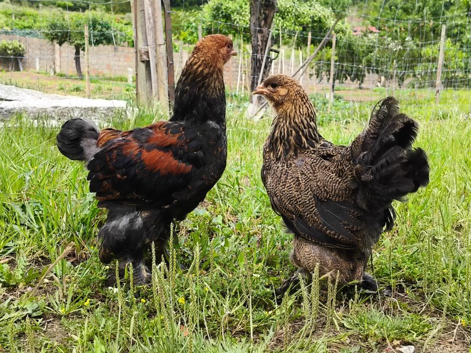 Galinhas galos Brahmas