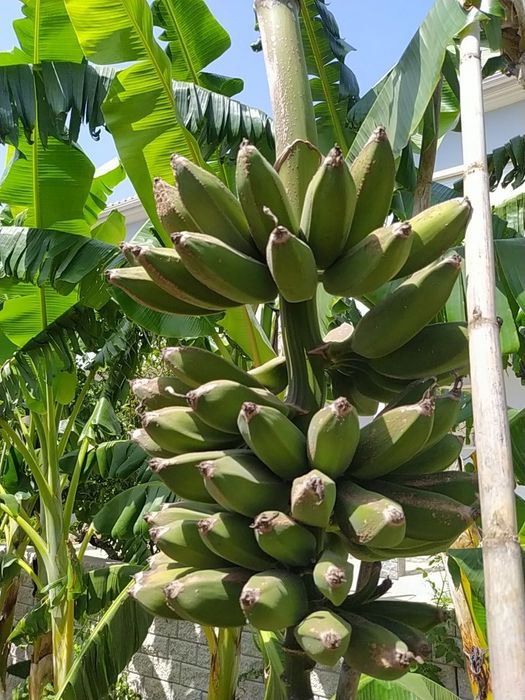Bananeiras envasadas vários tamanhos