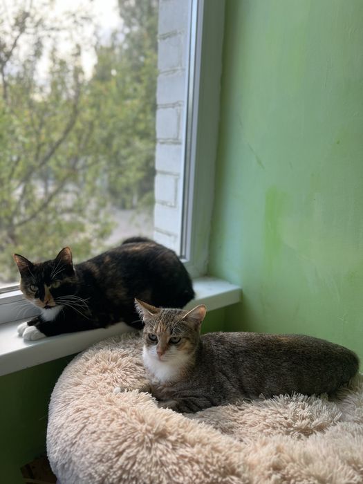 Віддамо котиків у турботливі руки