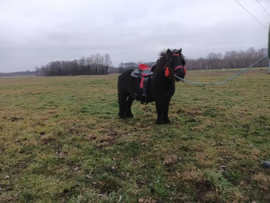 Sprzedam kucyka wałaszka