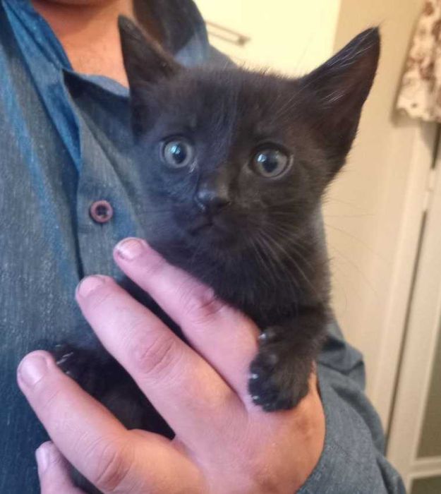 Кошеня котик в добрі руки