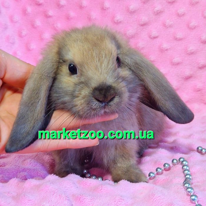 карликовые мини mini мiнi lop баранчик кролики сиамский вислоухий