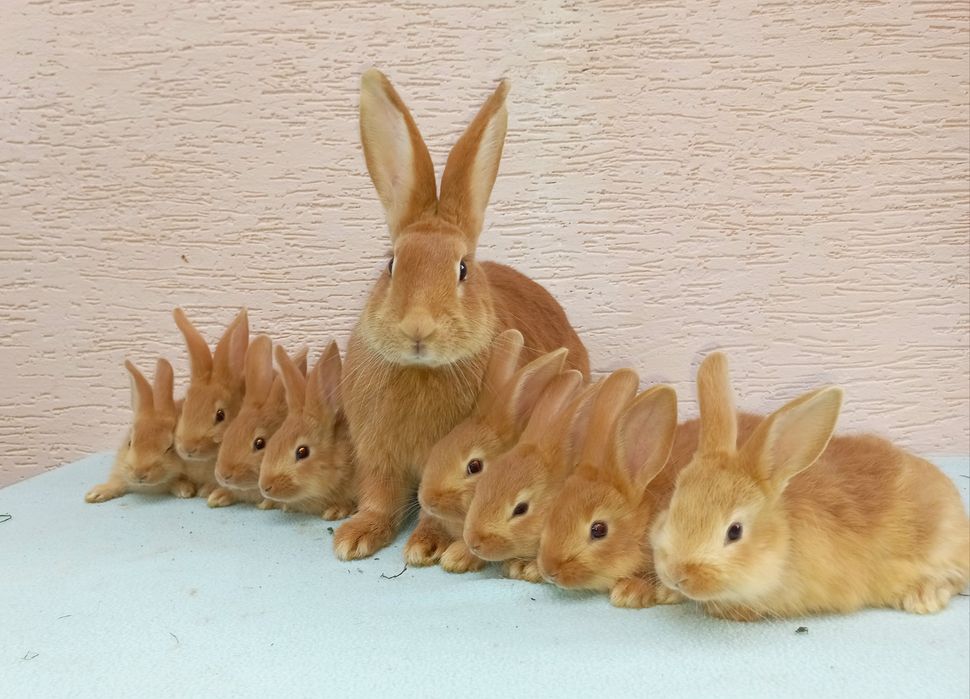 Продам кроликів бургундського породи