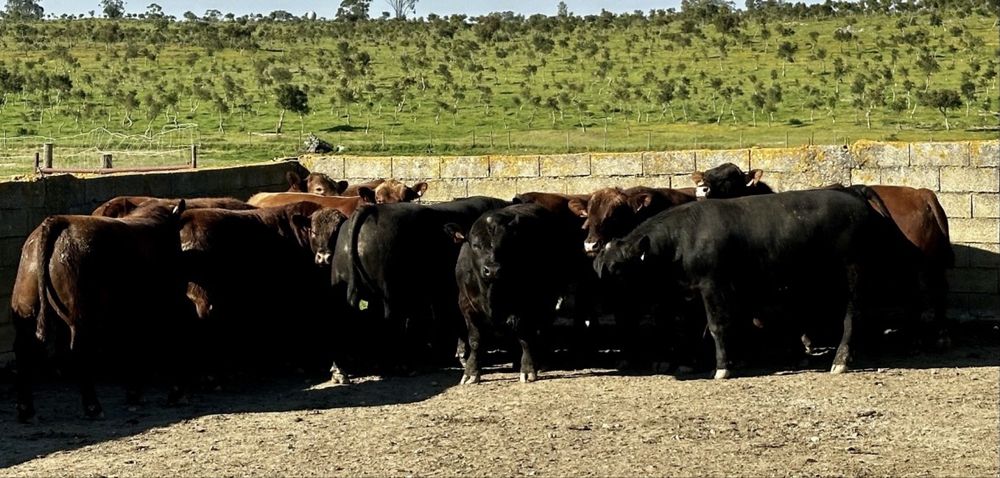 Novilhos angus registados
