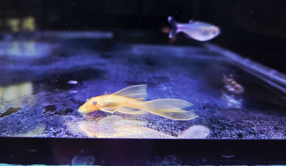 Zbrojnik L144 long fin gold (weloniasty)