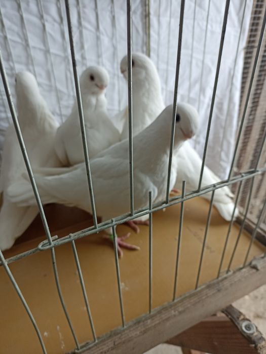 Mewka egipska mewki