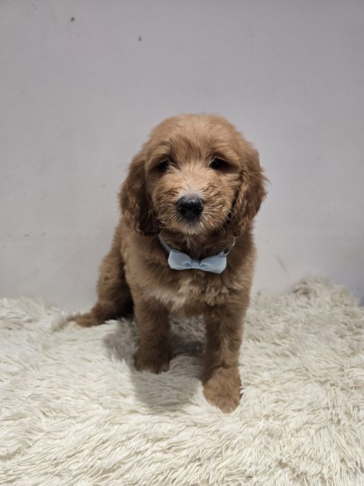 Goldendoodle f1b standard