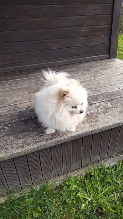 Spitz Pomerânia macho. Com pedigree