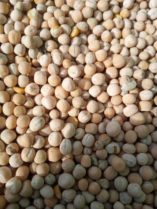 Groch jary odmiana La Mancha