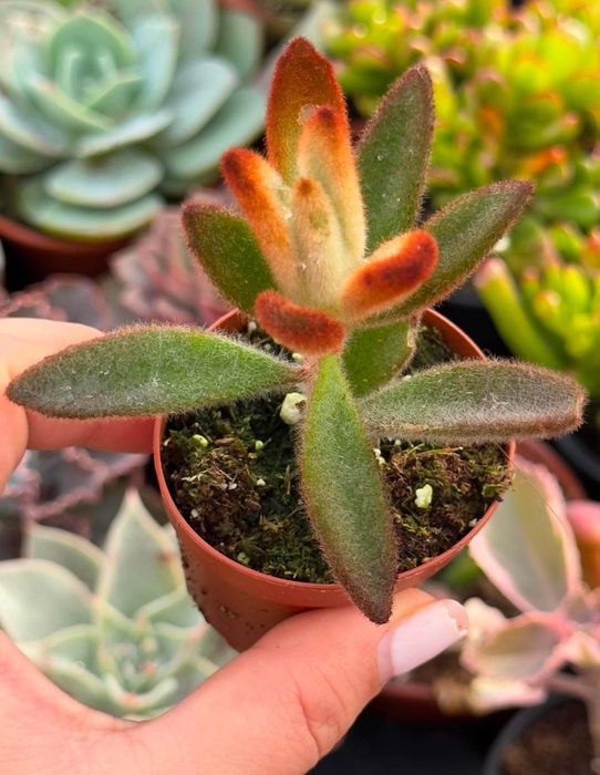 Cactos e suculentas