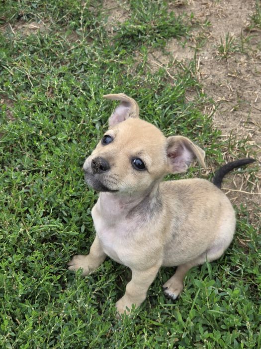 Trixi 2 miesięczna suczka do adopcji