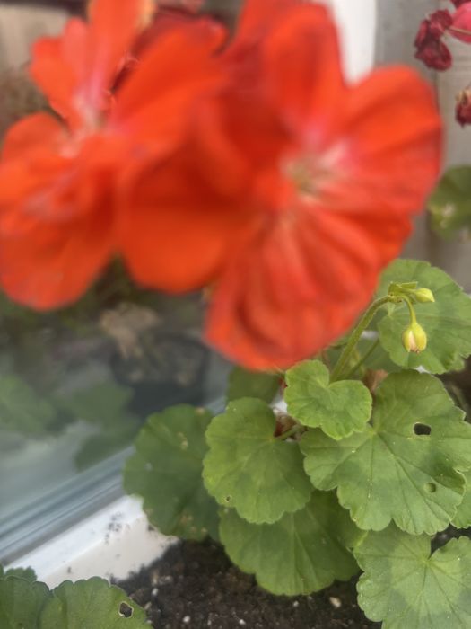 Кімнатна краса для душі