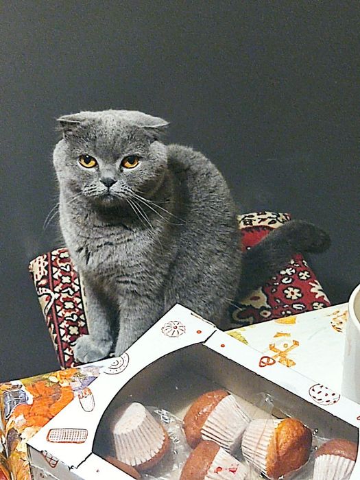 Сіре кошеня, кішка, кошка висловуха